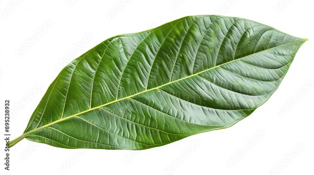 Obraz premium Mango leaf isolated on white. Clipping Path.