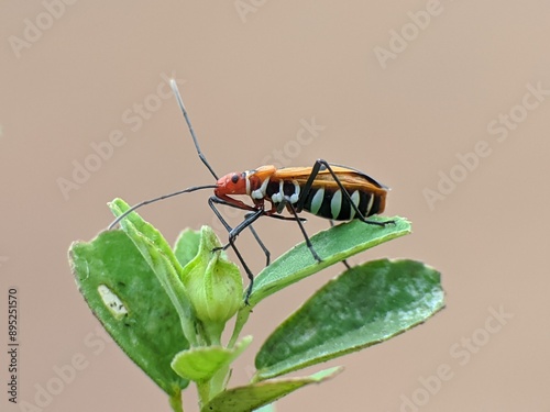 Dysdercus cingulatus on a leaf with a blurred background photo