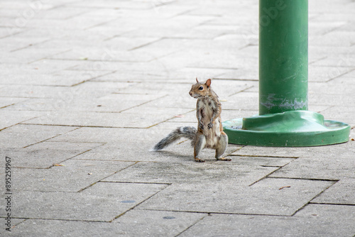 squirrel on the street