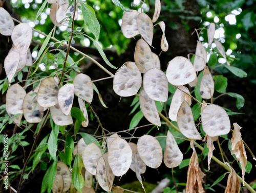 Ripe pods with seeds of honesty or annual honesty (Lunaria annua). Lazio region, Italy