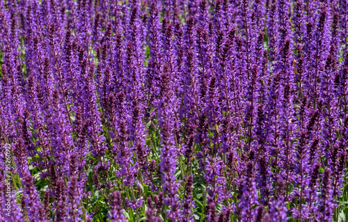 Steppen-Salbei (Salvia nemorosa)