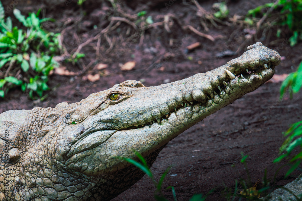 Fototapeta premium Side profile of a Nile crocodile in a muddy habitat, displaying its rugged features