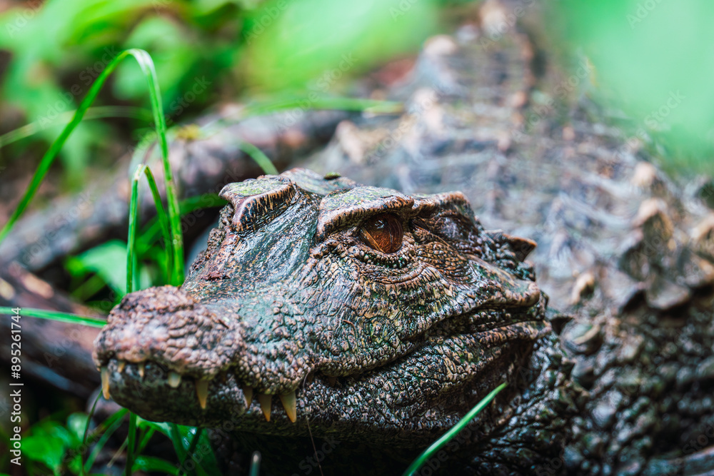 A caiman lying in dense vegetation, blending with the natural surroundings A caiman lying in dense vegetation, blending with the natural surroundings