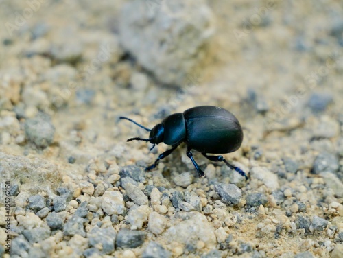 Timarcha sp. Timarcha is a genus of leaf beetles in the family Chrysomelidae, with more than 100 described species in three subgenera. Lazio region, Italy