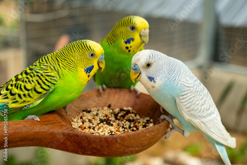 Parrots eat food in the morning. Raising parrots in Thailand