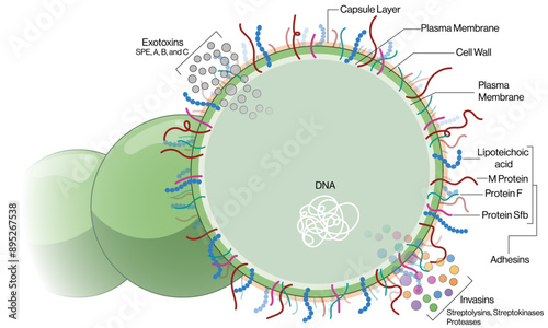Detailed and Labeled Vector Illustration of Streptococcus pyogenes Structure on White Background, Scientific Diagram.