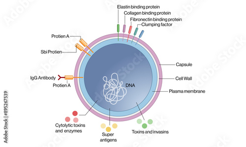 Detailed and Labeled Vector Illustration of Staphylococcus aureus Structure on White Background, Scientific Diagram.