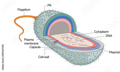 Detailed and Labeled Vector Illustration of Salmonella Species Structure on White Background, Scientific Diagram.