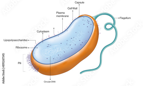 Detailed Labelled Structure of Escherichia coli (E. coli) Bacteria: Cellular Organelles, DNA, and Proteins