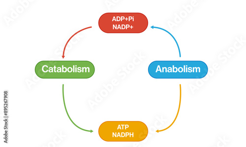 Catabolism and Anabolism Flowchart: Detailed Vector Illustration of Metabolic Pathways and Biological Processes on White Background