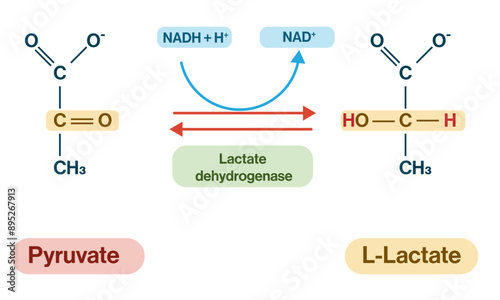 Pyruvate to Lactate Detailed Vector Illustration on White Background, Lactate Fermentation Pathway, Biochemical Process Diagram, Educational Graphic.