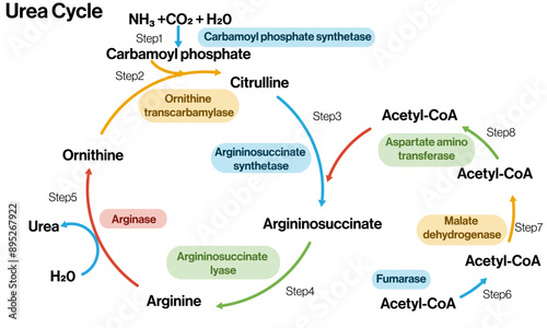 Urea Cycle Vector Illustration on White Background, Ornithine Cycle, Nitrogen Excretion Pathway, Detailed Biochemical Diagram, Educational Art.