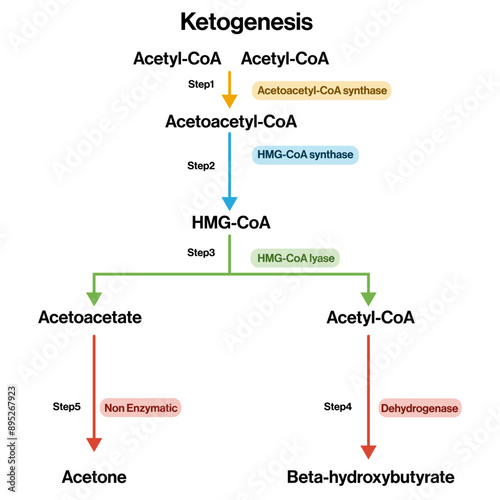 Ketogenesis Pathway Vector Illustration on White Background, Fat Metabolism and Ketone Body Synthesis, Biochemistry Diagram, Metabolic Process Visualization.