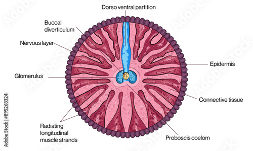 Transverse Section Through Proboscis of Balanoglossus: Detailed Vector Illustration for Marine Biology and Invertebrate Anatomy Research on White Background