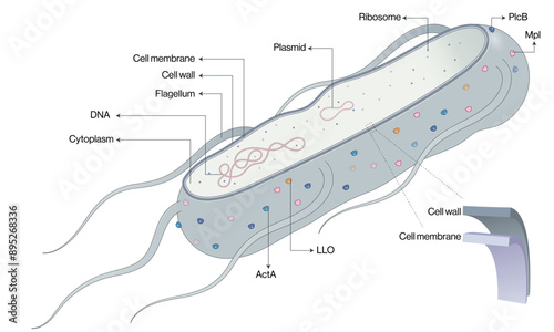 Detailed and Labeled Vector Illustration of Listeria Monocytogenes Structure, Scientific Diagram on White Background.