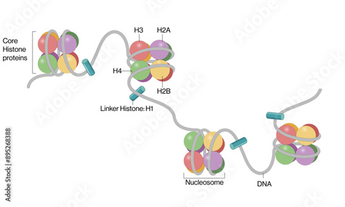 Nucleosome Model Detailed Vector Illustration in White Background, DNA Structure, Molecular Biology, Chromatin.