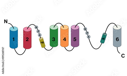 Secondary Structure of Aquaporins Labeled Vector Illustration Showing Key Components in Water Transport, Ideal for Scientific Research and Education.