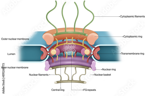 Nuclear Pore Labeled Structure Vector Illustration Showing Key Components and Functions in Cellular Transport and Communication photo