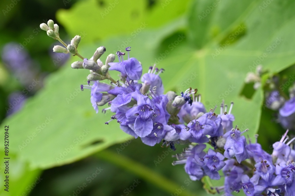 Vitex agnus-cautus ( Chaste tree ) flowers. Lamiaceae deciduous shrub. Pale purple flowers bloom from summer to autumn. A herb that has been used for menstrual pain since ancient times. Vitex agnus-cautus ( Chaste tree ) flowers. Lamiaceae deciduous shrub. Pale purple flowers bloom from summer to autumn. A herb that has been used for menstrual pain since ancient times.