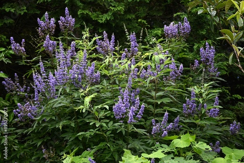 Vitex agnus-cautus ( Chaste tree ) flowers. Lamiaceae deciduous shrub. Pale purple flowers bloom from summer to autumn. A herb that has been used for menstrual pain since ancient times.