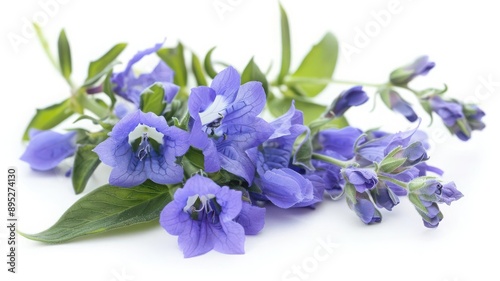 Fresh blue skullcap flowers, calming herb for hypertension