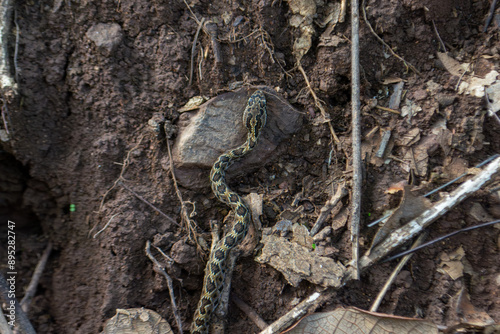 Cascabel de Autlan photo