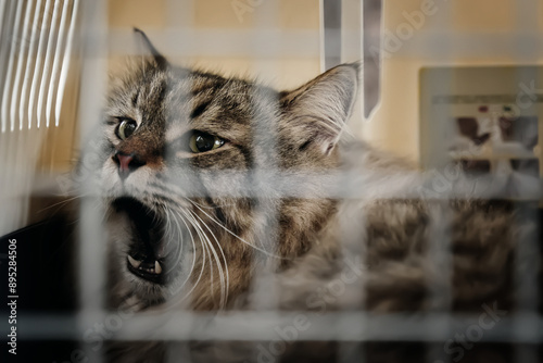 Brought to the vet's office in a carrier, the cat inside reacts by hissing at the people present.
