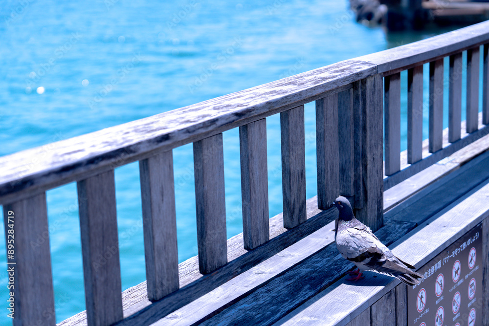 Naklejka premium 海を見つめる鳩