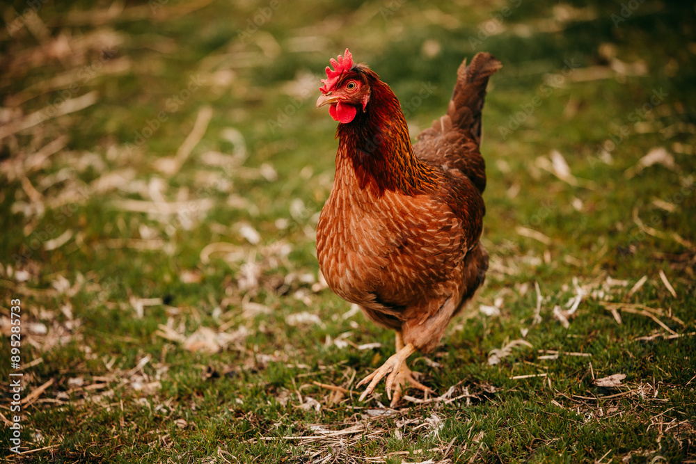 chicken on the farm