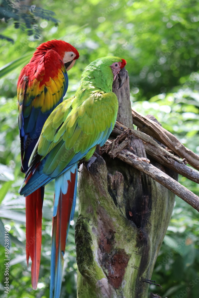 red and yellow macaw red and yellow macaw