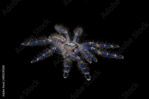 Tarantula spider