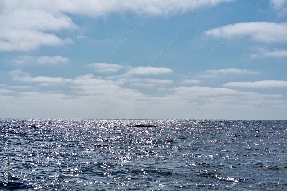 The Top and Dorsal Fin of a Fin Whale Swimming in the Pacific Ocean