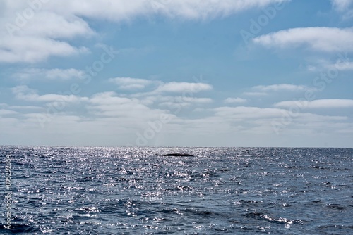 Obraz na płótnie The Top and Dorsal Fin of a Fin Whale Swimming in the Pacific Ocean w salonie