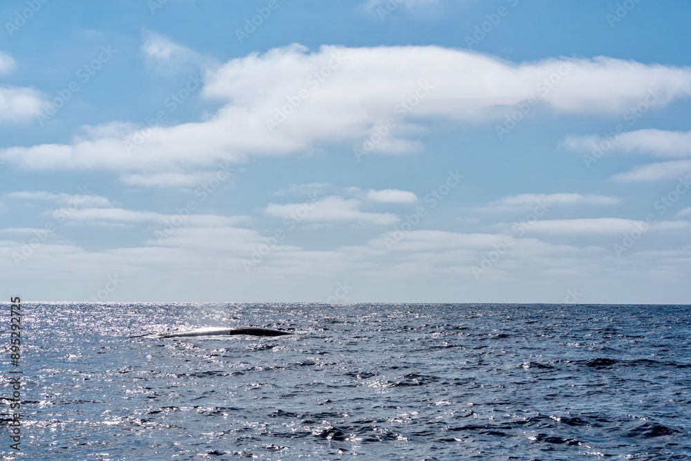 The Top and Dorsal Fin of a Fin Whale Swimming in the Pacific Ocean