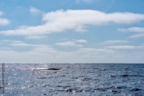 Obraz na płótnie The Top and Dorsal Fin of a Fin Whale Swimming in the Pacific Ocean w salonie