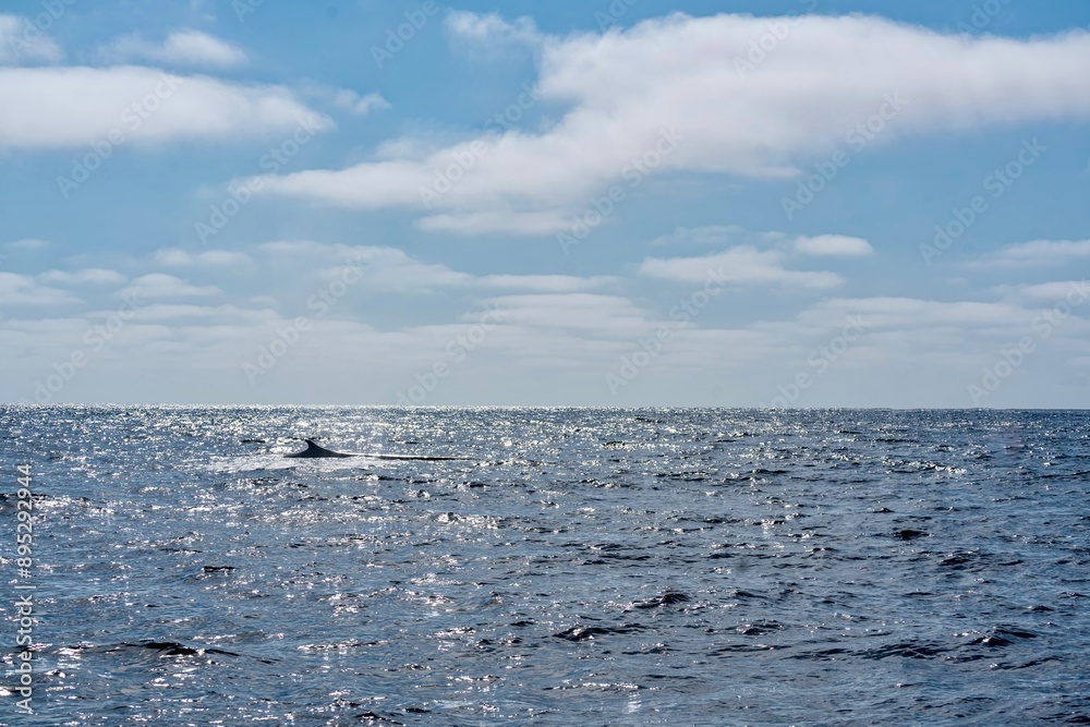 The Top and Dorsal Fin of a Fin Whale Swimming in the Pacific Ocean