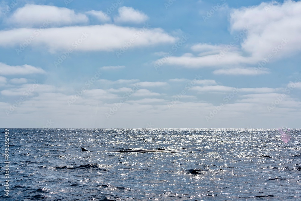 The Top and Dorsal Fin of a Fin Whale Swimming in the Pacific Ocean