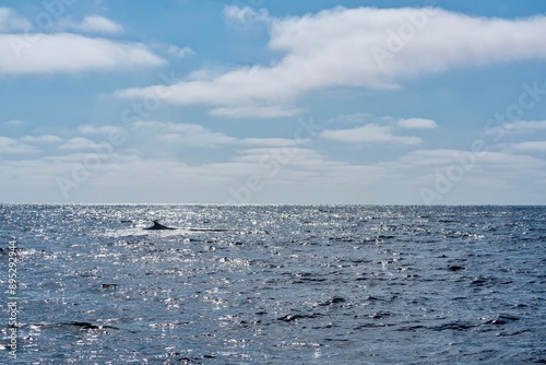 Obraz na płótnie The Top and Dorsal Fin of a Fin Whale Swimming in the Pacific Ocean w salonie