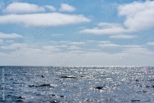 Obraz na płótnie The Top and Dorsal Fin of a Fin Whale Swimming in the Pacific Ocean w salonie