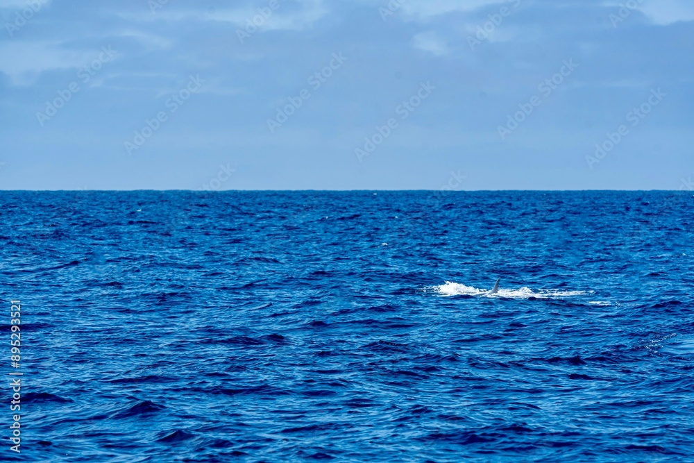 The Top and Dorsal Fin of a Fin Whale Swimming in the Pacific Ocean
