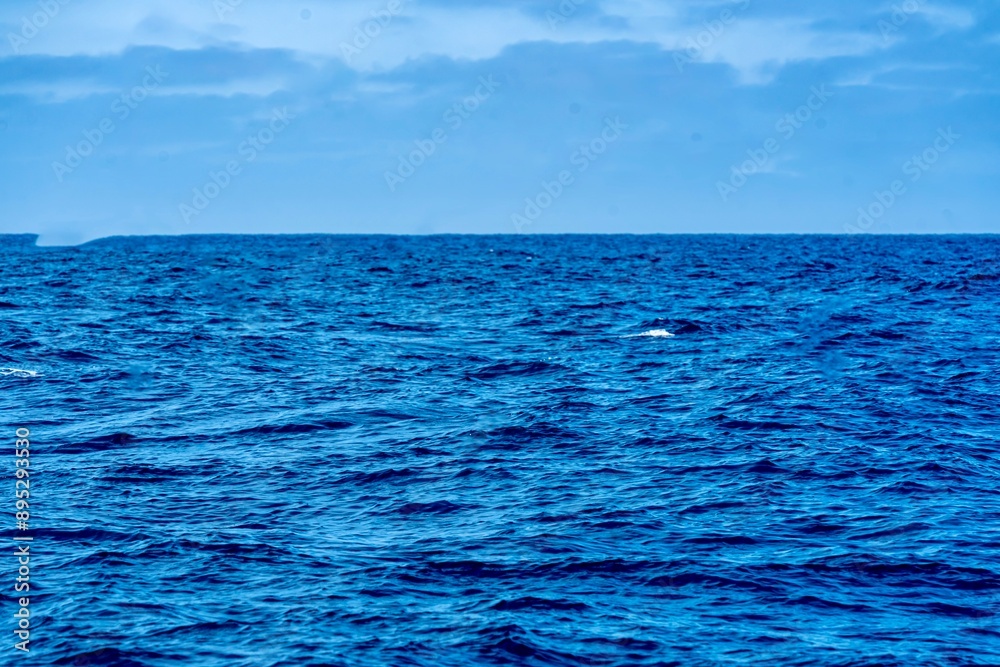 The Top and Dorsal Fin of a Fin Whale Swimming in the Pacific Ocean