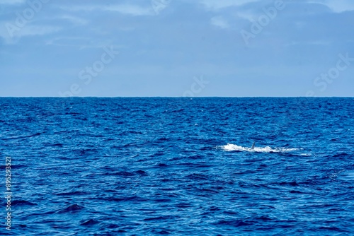 Obraz na płótnie The Top and Dorsal Fin of a Fin Whale Swimming in the Pacific Ocean w salonie