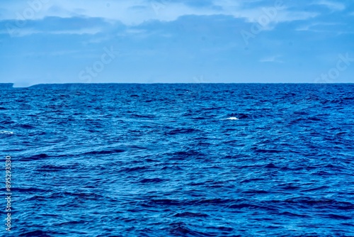 Obraz na płótnie The Top and Dorsal Fin of a Fin Whale Swimming in the Pacific Ocean w salonie