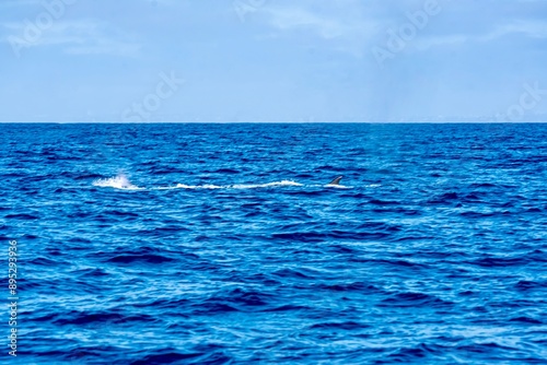 Obraz na płótnie The Top and Dorsal Fin of a Fin Whale Swimming in the Pacific Ocean w salonie