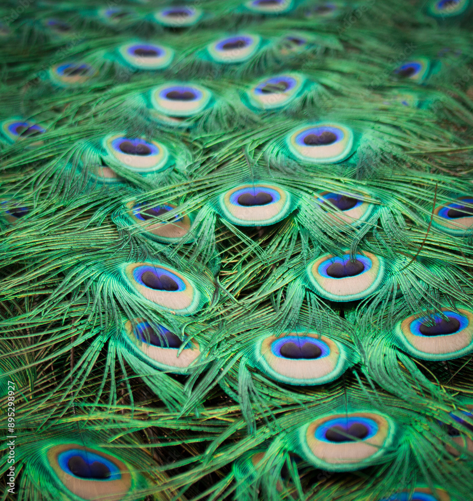 Obraz premium Peacock Feathers