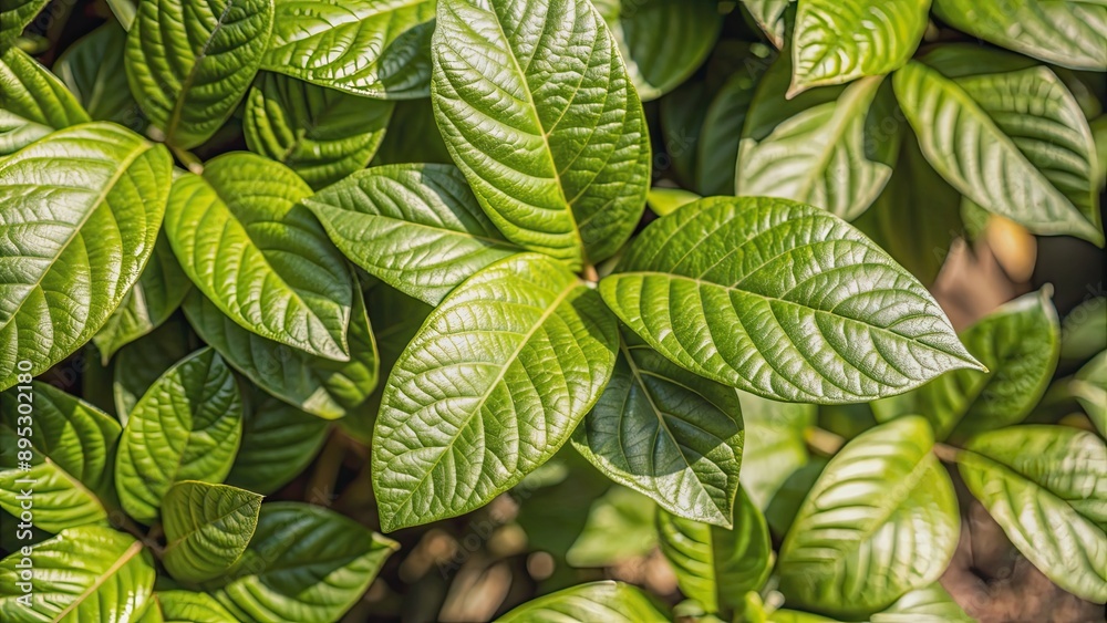 Closeup green leaves background with fresh leaf pattern overlay, nature, foliage, texture, botany, lush, verdant, garden Closeup green leaves background with fresh leaf pattern overlay, nature, foliage, texture, botany, lush, verdant, garden