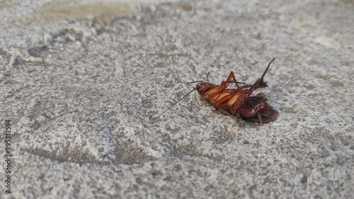 A cockroach dead upside down on the solid ground in front of the house 