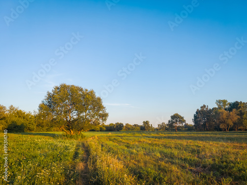 Willow tree growing in the riparian zone by the footpath in summer. photo