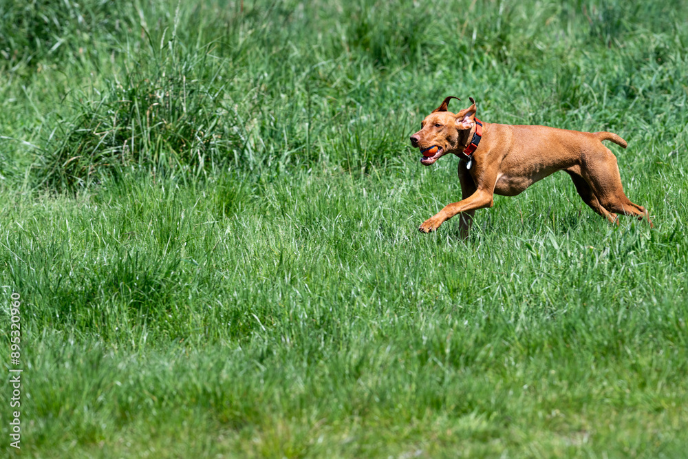 Vizsla, red golden colored dog, running and playing with a ball in it’s mouth in a grassy field in an off leash dog park, happiness on a sunny day
