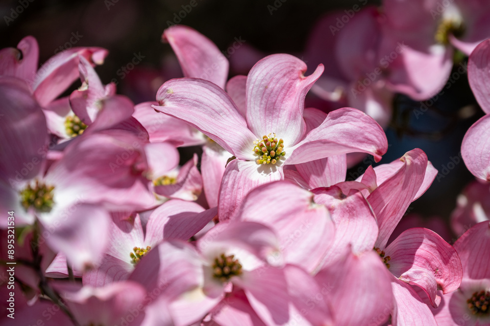 Closeup detail of pink dogwood tree flowers blooming in spring sun, as a nature background
Closeup detail of pink dogwood tree flowers blooming in spring sun, as a nature background